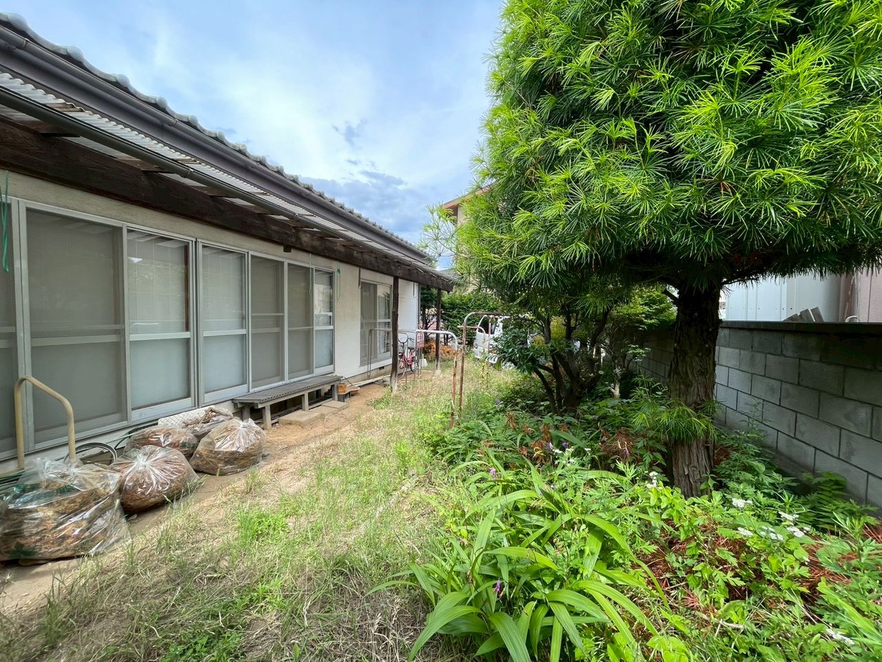 庭 植栽撤去予定