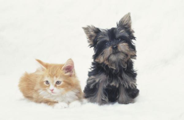 一軒家なのでワンちゃんやネコちゃんなどと、ペット飼育可能な点も嬉しいですね。大切な家族と一緒に新生活を楽しんで下さい。