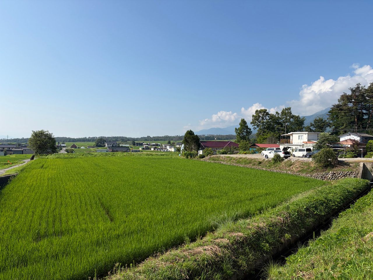 前面道路から撮影(右側が対象地です)