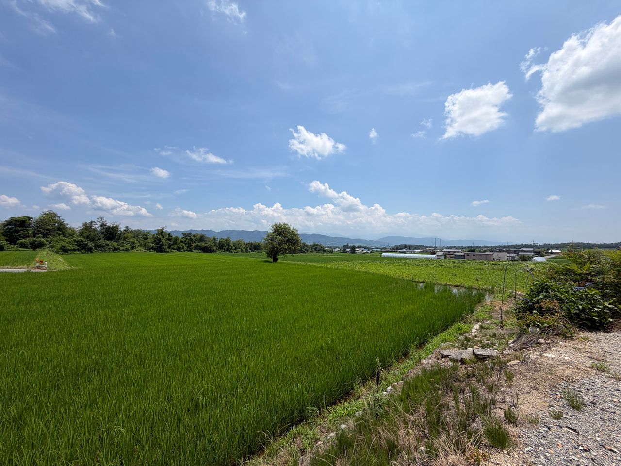 南東側の景色(夏)