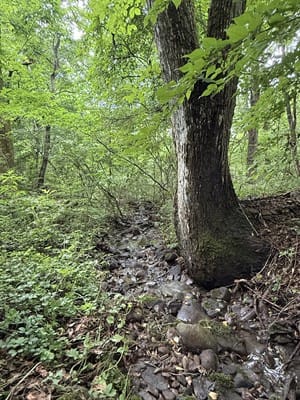 自分だけの広大な森の中に、プライベートな小川が流れる至福のロケーション。周囲の視線を気にせず、冷たい水に触れたり、自然の優しさを五感で満喫できる、本物のネイチャーライフがここに。