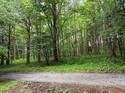 道を挟んで目の前に広がるのは、白樺の木々が美しい手つかずの自然。財産区に守られたエリアのため将来も開発リスクが低く、四季折々の美しい森の景色をずっと特等席で独り占めできるロケーションです。
