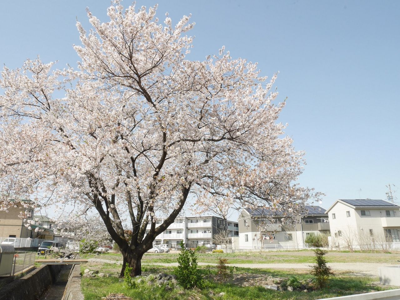分譲地のすぐそばに桜の木が。春は満開でした（2022年4月撮影）