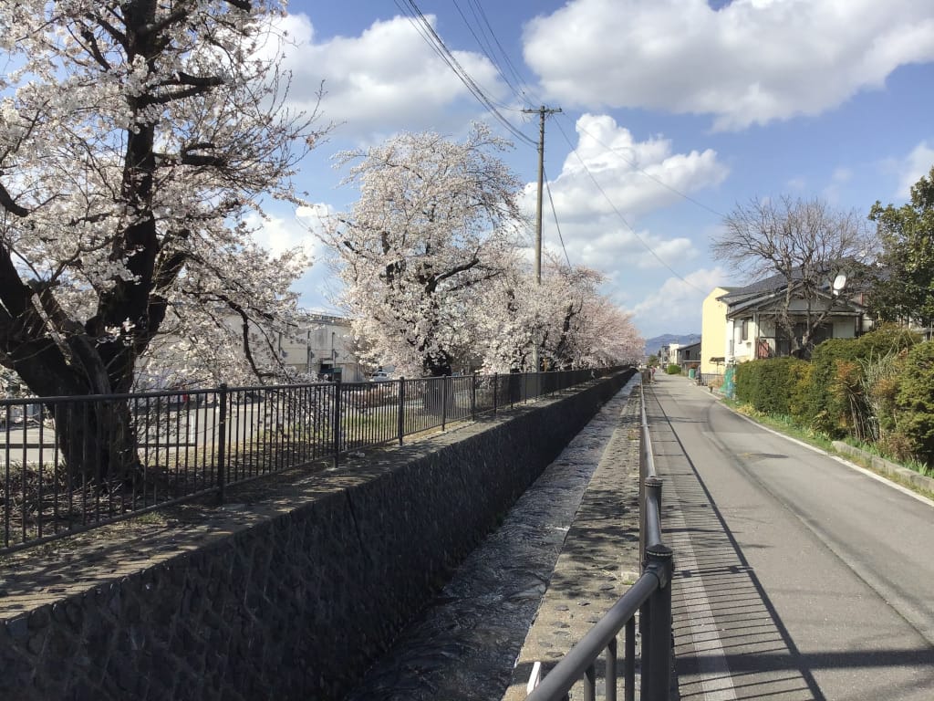 2025年4月11日撮影