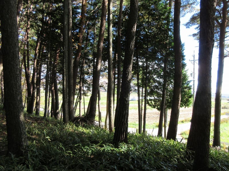 物件東方向を撮影(2025年11月)