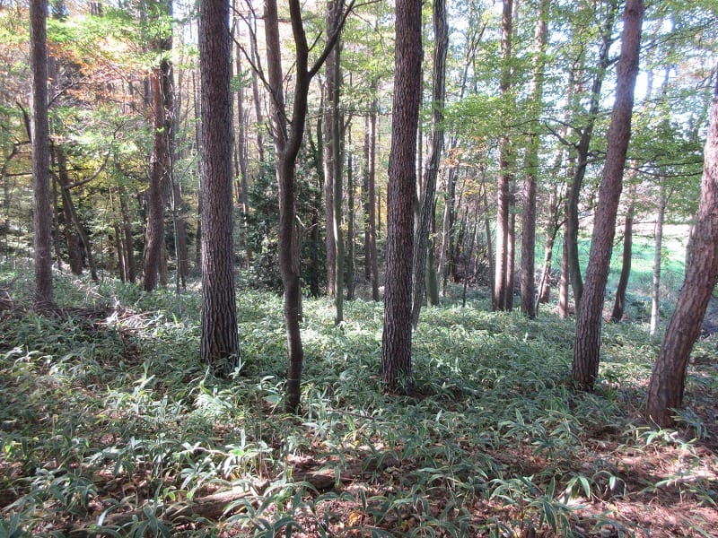 物件西方向を撮影(2025年11月)