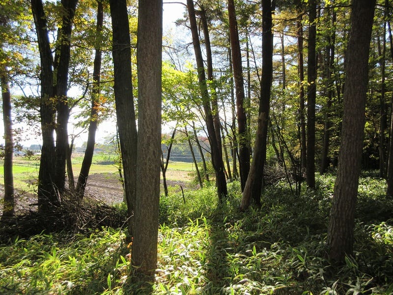 物件南方向を撮影(2025年11月)