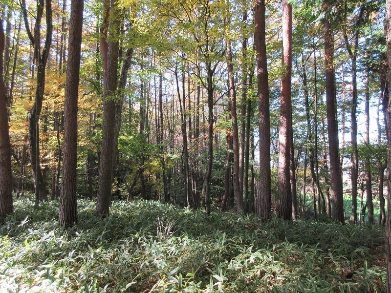 物件西方向を撮影(2025年11月)