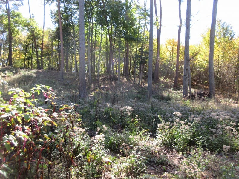 物件南方向を撮影(2025年10月)