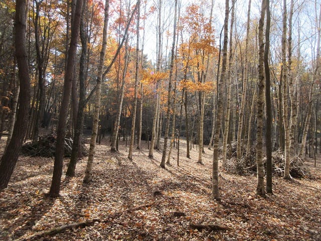 物件から南方向を撮影(2025年11月)