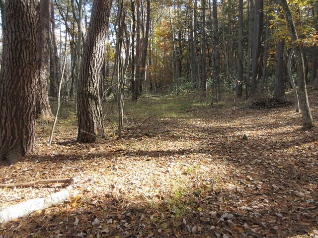 北側道路東方向を撮影(2025年11月)