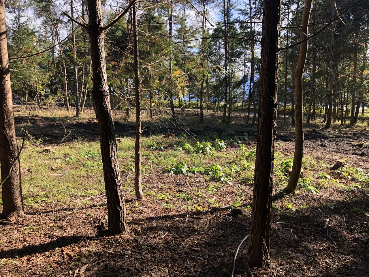 西側E区画との境界付近