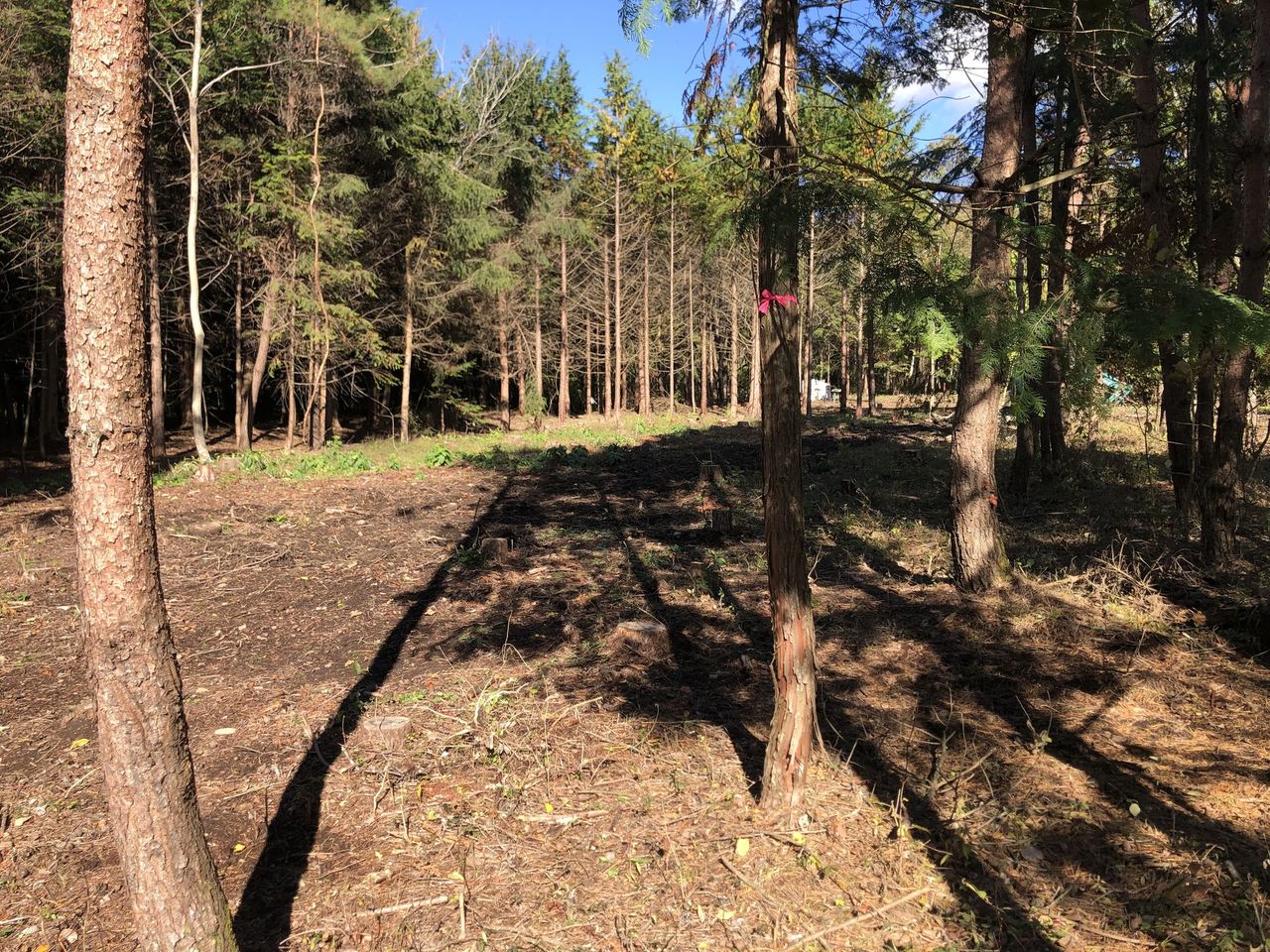 C区画境界付近から撮影