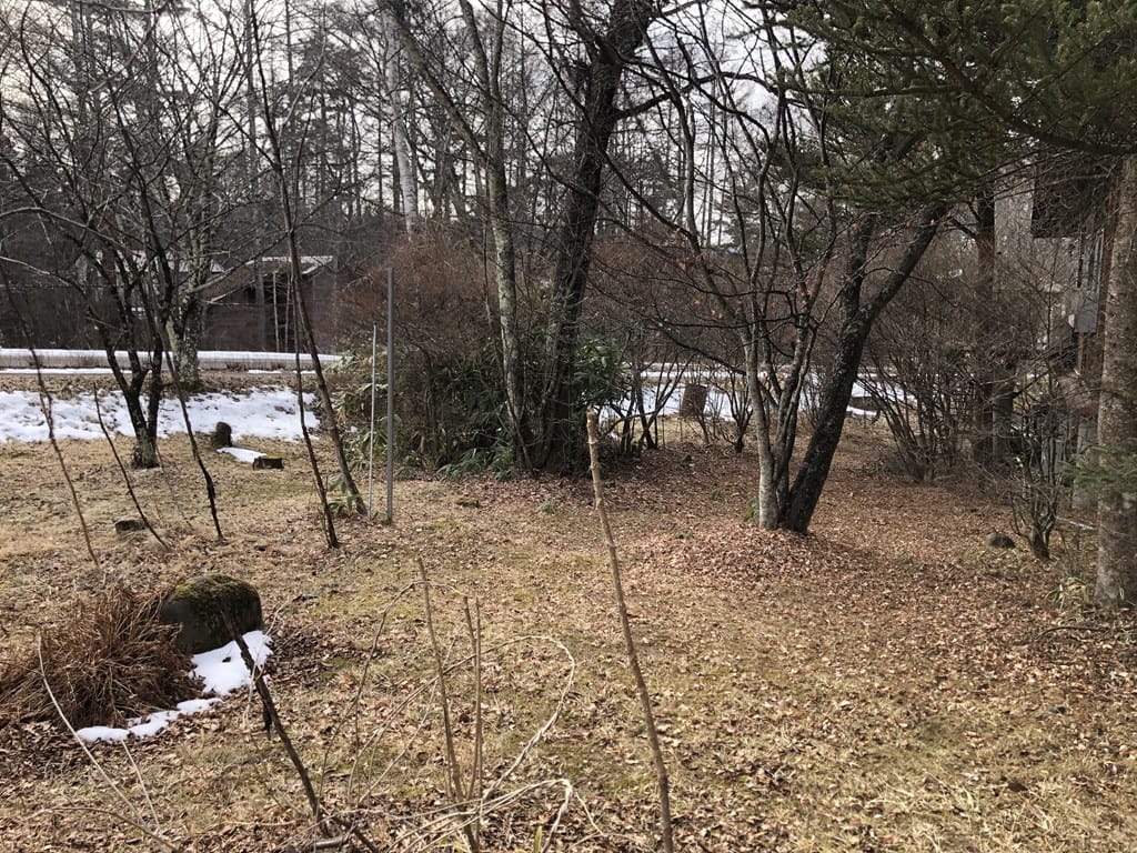 タラの木(タラの芽取れます)