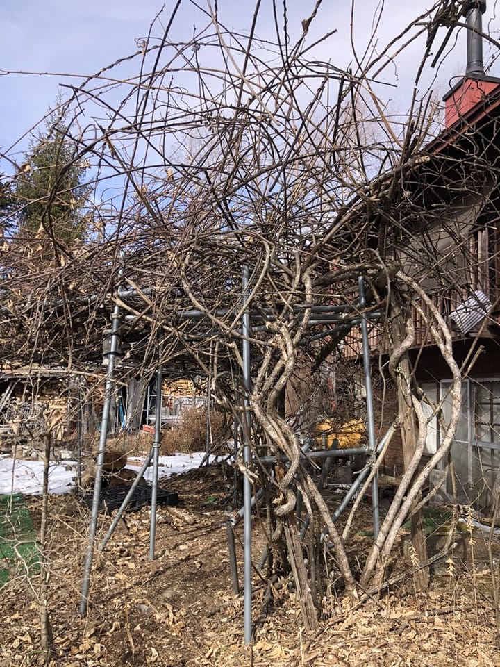 キウイの木(約300個収穫)