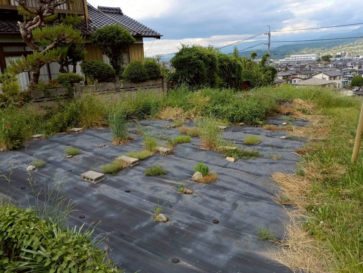 畑