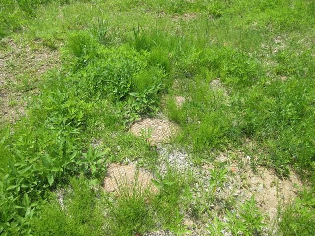 現地写真