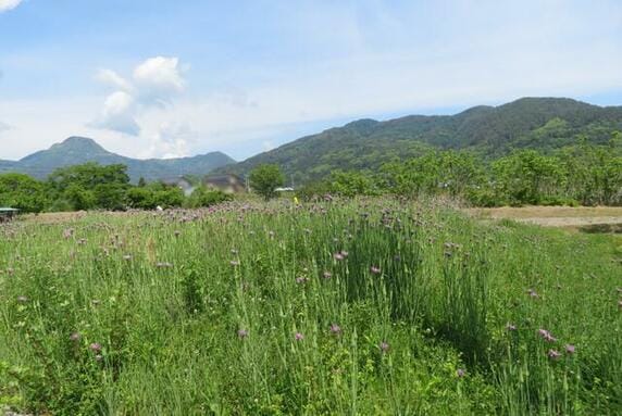 現地写真