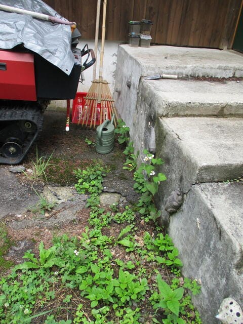 玄関への階段