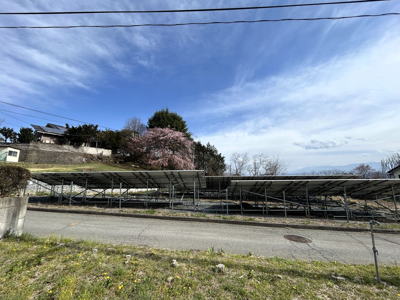敷地入口から南側。家がないので開けた印象。奥には桜も見えます