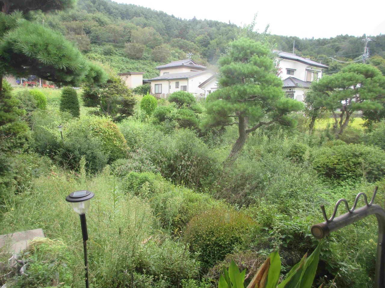 庭
