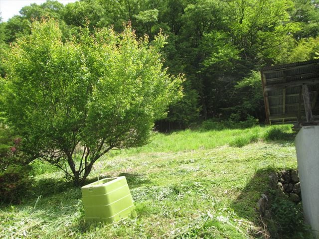 地続きの畑 梅の木があります。