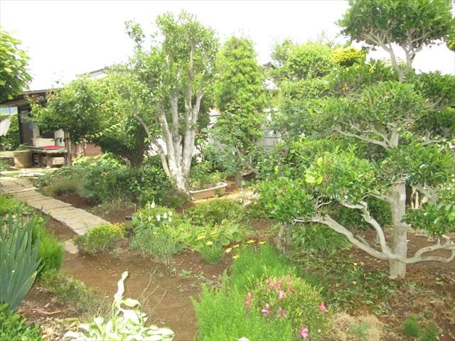 庭 色とりどりの花がいっぱい咲いています