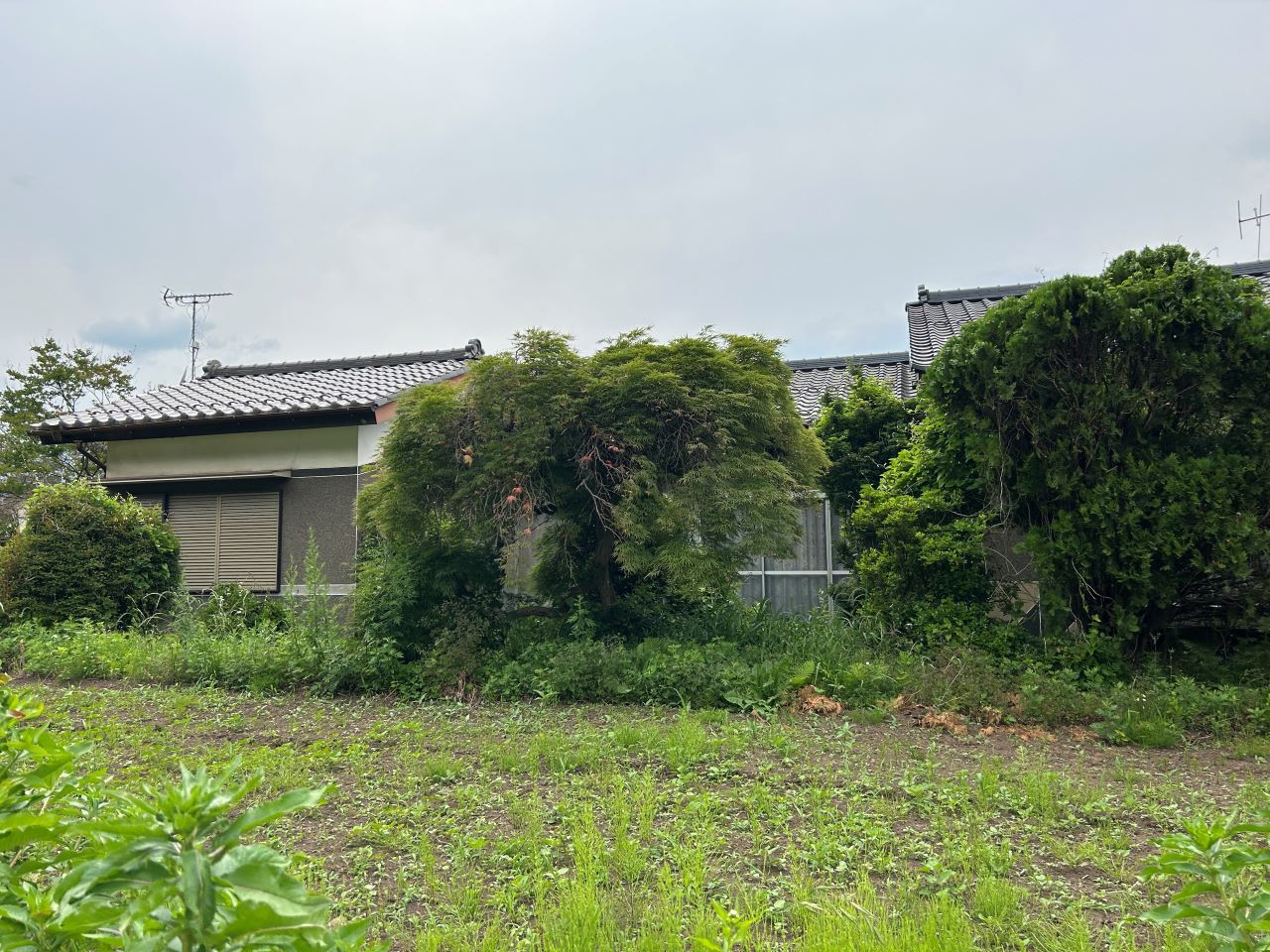 東側から撮影